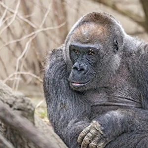 Samantha is a 44-year-old western lowland gorilla. Cincinnati Zoo, Ohio