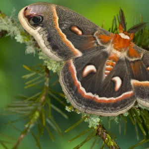 Sammamish, Washington North American Silk moth Cecropia, or the Red Robin Moth