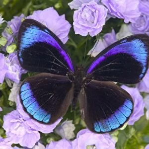 Sammamish Washington Photograph of Butterfly on Flowers, Eunica alcmena flora the