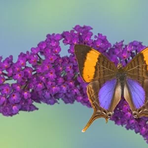 Sammamish Washington Photograph of Butterfly on Flowers, Marpesia corinna the Corinna