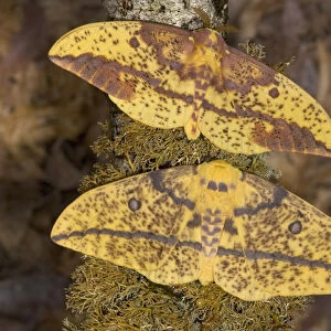 Sammamish, Washington photograph taken of this North American pair of Silk Moths