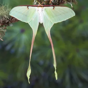 Sammamish, Washington Silk Moth from China Actias dubernardi female with her long tail