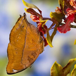 Sammamish Washington Tropical Butterflies photograph of Doleschallia bisaltide the