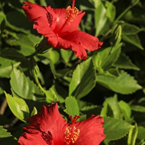San Diego, California. Water droplets on two red hibiscus flowers with green leaves