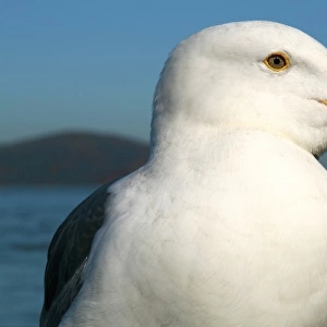 San Francisco, Califonia, United States. Seagull