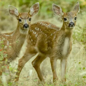 San Juan Island, Washington State, USA. Two mule deer fawns curiously looking out