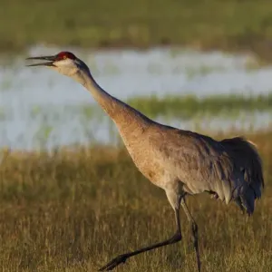 Sandhill Crane Calling Sandhill Crane Calling