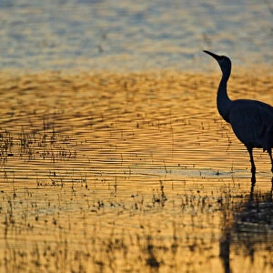 Sandhill Crane (Grus canadensis) drinking in shallow pond at sunset, winter, Bosque