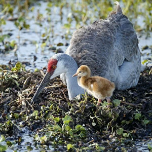 Sandhill crane on nest with 2 day old colt, waiting on second egg to hatch, Grus canadensis