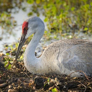 Sandhill crane, rebuilding nest, Grus canadensis, Florida, wild