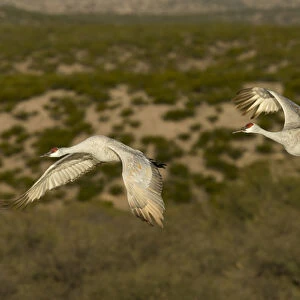 Sandhill cranes in flight, Bosque del Apache NWR, New Mexico