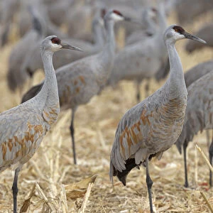 Sandhill Cranes gathered, in the corn fields of Bernardo Wildlife Area