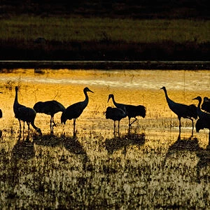 Sandhill Cranes (Grus canadensis) flock at roost in shallow marsh near the Rio Grande