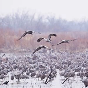 Sandhill cranes (Grus Canadensis) on the Platte River during spring migration near Kearney