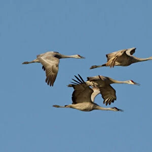 Sandhill cranes (Grus canadensis) flying at dusk, Platte river, Nebraska