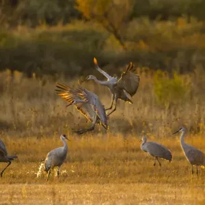 Sandhill Cranes (Grus canadensis) landing at roosting marsh