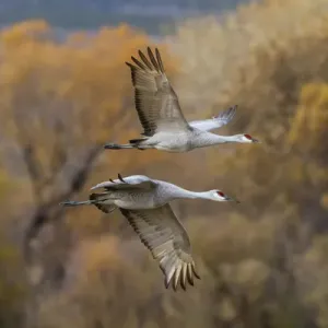 Sandhill Cranes (Grus canadensis) pair in flight