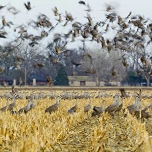 Sandhill cranes leave corn fields before heading to the Platte River in evening near Kearney
