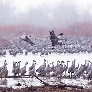 Sandhill cranes on the Platte River during spring migration near Kearney, Nebraska, USA