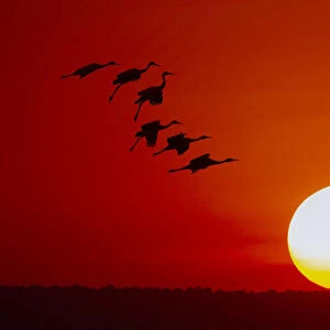 Sandhill cranes silhouetted flying at sunset. Bosque del Apache National Wildlife Refuge, New Mexico