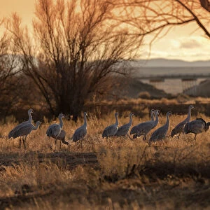 Sandhill cranes with SR 60 in background, Bernardo Wildlife Area, New Mexico