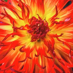 Sandia Comanche blossom, Washington State, Usa. Plant grown from tubers and can be 6 feet tall Sandia Comanche blossom, Washington State, Usa. Plant grown from tubers and can be 6 feet tall