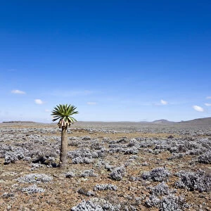 the Sanetti Plateau at ca 4150m altitude with lonely giant lobelia