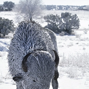 Santa Fe, New Mexico, USA. Frost on metal bison. PR