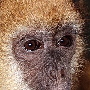 Sao Vicente, Brazil. Macaco Prego monkey (Cebus apella); wide-ranging South American