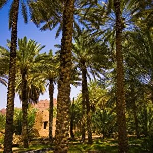 Saudi Arabia, Al-Ula date palm trees in the oasis and old houses