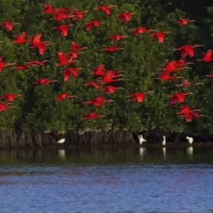 Scarlet Ibis Flock Print Scarlet Ibis Flock Print