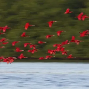 Scarlet Ibis Print - Evening Roost Scene Scarlet Ibis Print - Evening Roost Scene