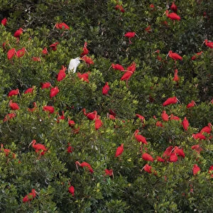 Scarlet Ibiss roosting