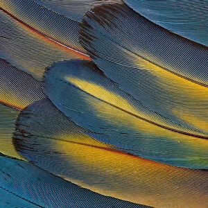 Scarlet Macaw Wing Feathers fan design
