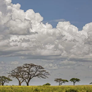 Scattered acacia Trees and distant clouds, Serengeti National Park, Tanzania, Africa