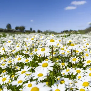 Scentless false mayweed (scentless mayweed, scentless chamomile, wild chamomile, mayweed Scentless false mayweed (scentless mayweed, scentless chamomile, wild chamomile, mayweed