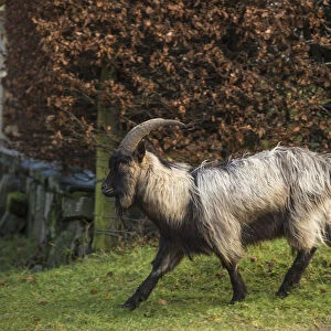 Scotland. Dutch landrace goat walking