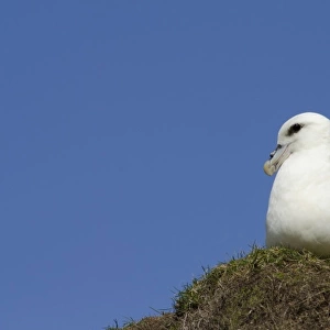 Scotland, St. Kilda Islands, Outer Hebrides. Historic island of Hirta. Nesting fulmar (WILD