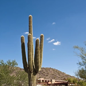 Scottsdale, Arizona. Saguaro cactus at Taliesin West, Frank Lloyd Wrights winter home