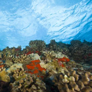 Scuba Diving at Molokini Crater, Maui, Hawaii, USA