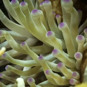 Una anémona de mar con puntas moradas en sus brazos en una foto macro submarina cerca de Cayo Staniel. Una anémona de mar con puntas moradas en sus brazos en una foto macro submarina cerca de Cayo Staniel.