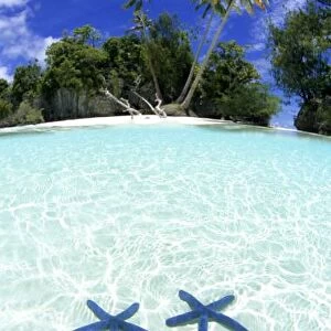 Sea stars, Rock Islands, Palau