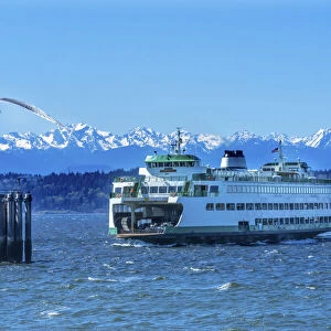 Seagull and Washington State Ferry, Olympic Mountains, Edmonds, Washington State