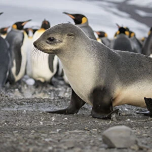 Seal pup with king penguins on beach of St. Andrews Bay, South Georgia Islands