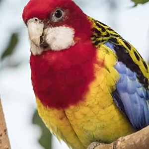 Seattle, Washington State, USA. Eastern Rosella is a rosella native to southeast of the Australian continent and to Tasmania. Captive at Woodland Park Zoo