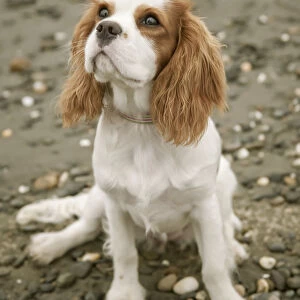 Seattle, Washington State, USA. Six month old Cavalier King Charles Spaniel puppy