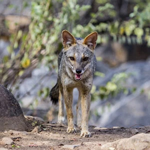 The sechuran fox is found in equatorial dry forest of Chaparri Ecological Reserve