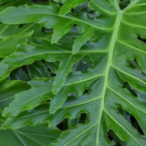 Philodendron Selloum Print Philodendron Selloum Print