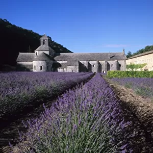 Senanque Abbey, Gordes, Vaucluse, Provence, France