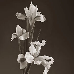 Sepia tone Iris